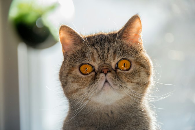 Tabby Exotic Shorthair portrait with round amber eyes and a plush coat