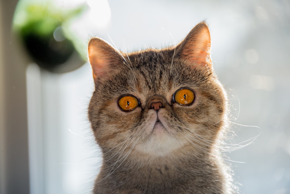 Exotic Shorthair Pictures Download Free Images On Unsplash