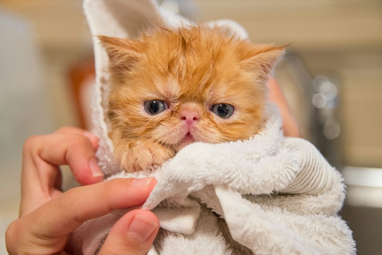 Ginger Exotic Shorthair kitten held gently in a white towel