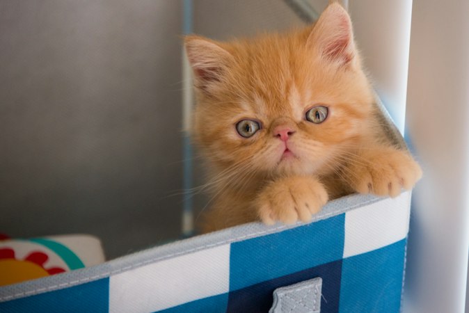 Ginger Exotic Shorthair kitten peering over a low panel