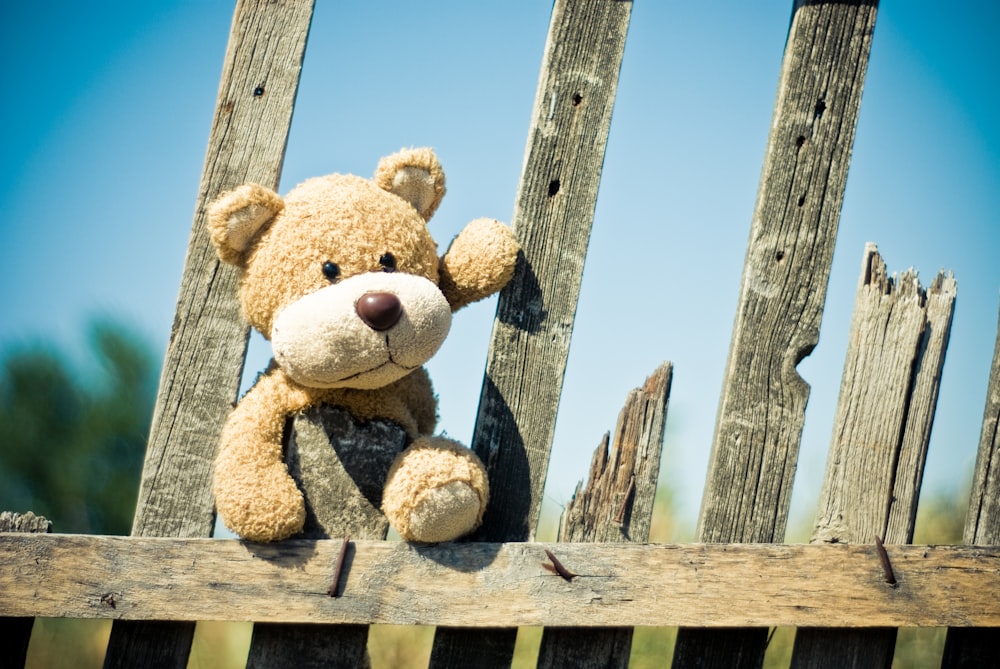 brown bear on fence