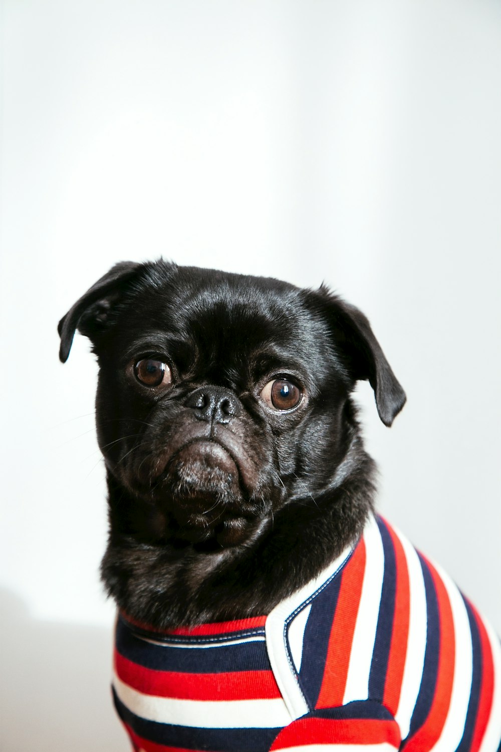 black dog wearing blue, red, and white shirt