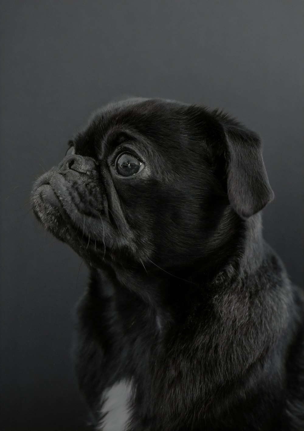 black pug puppy