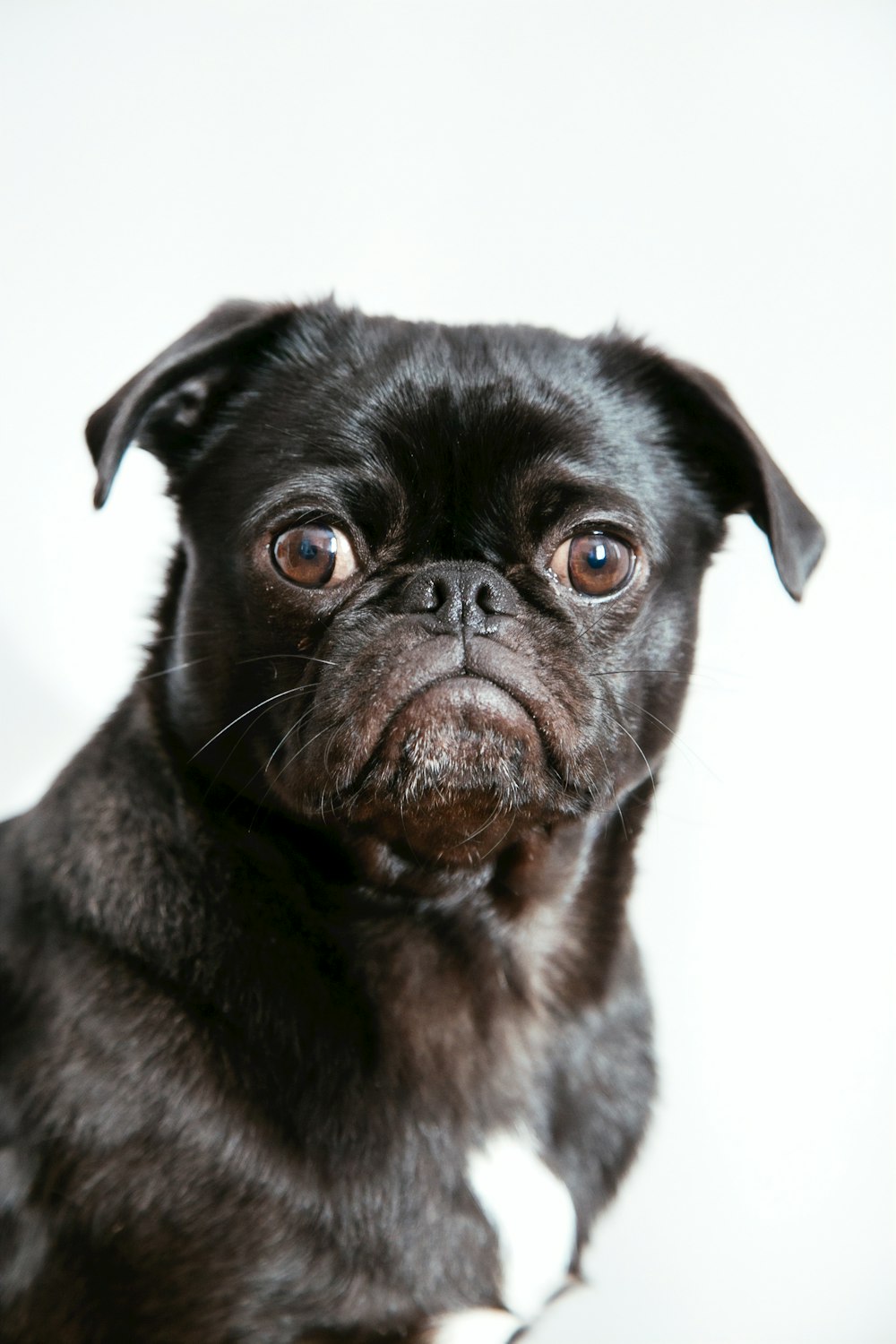 filhote de cachorro com revestimento preto