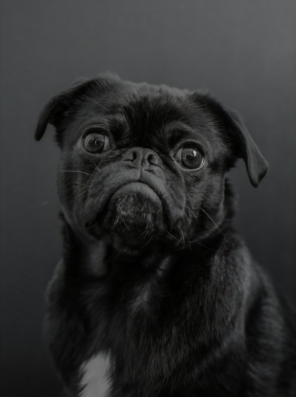 750+ Fotos de Perros Negros  Descargar imágenes y fotos de archivo gratis  en Unsplash