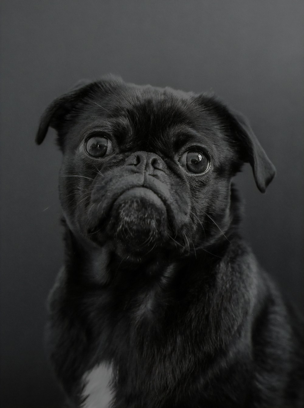 black pug puppy