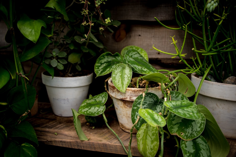 白い陶器の鉢に緑の植物