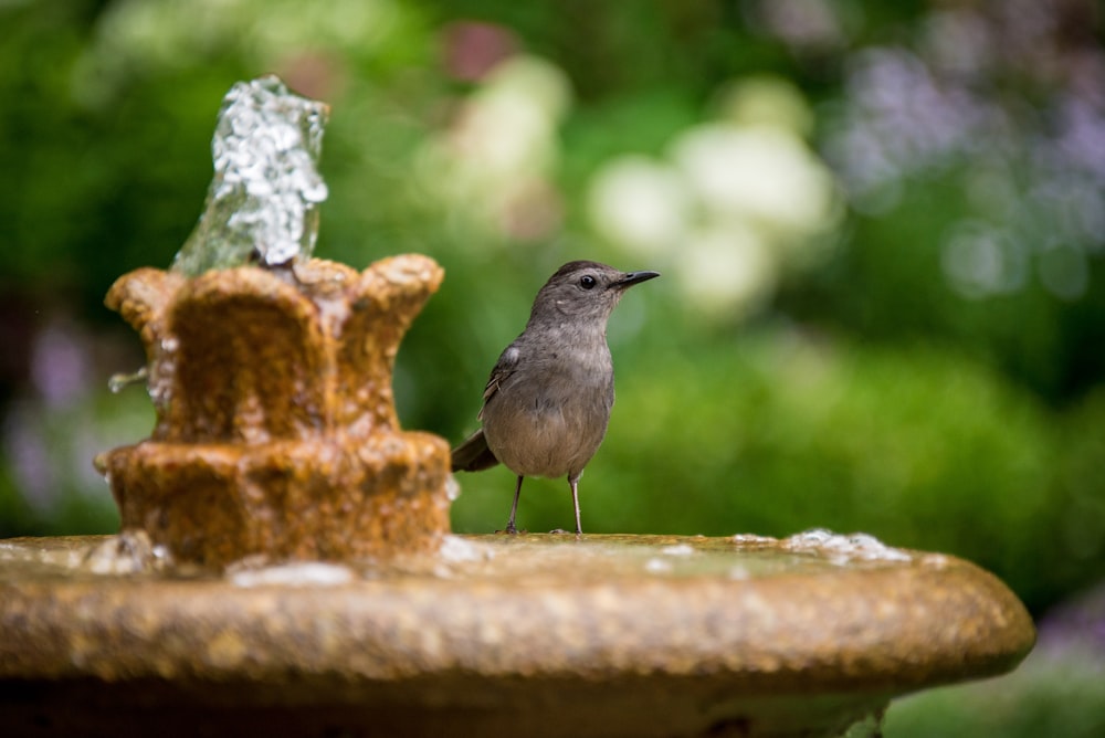 茶色の噴水に茶色の鳥