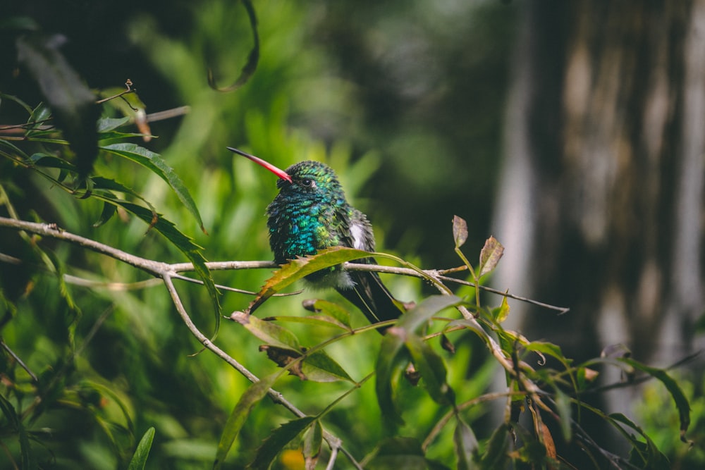 green and black bird perched on tree branch