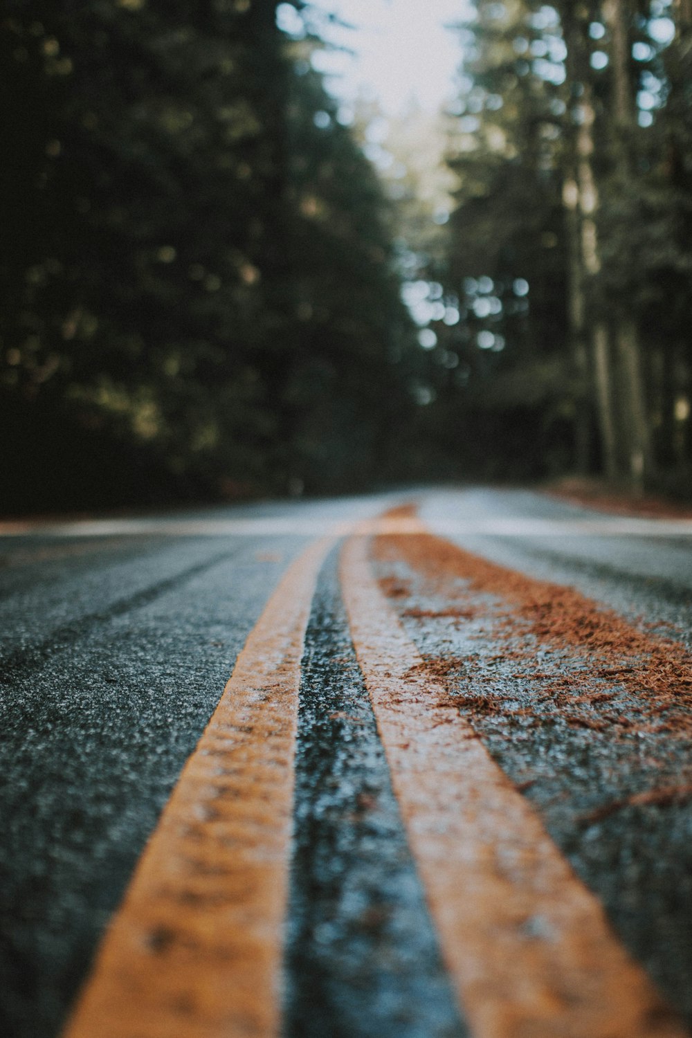 Strada superiore nera fiancheggiata da alberi