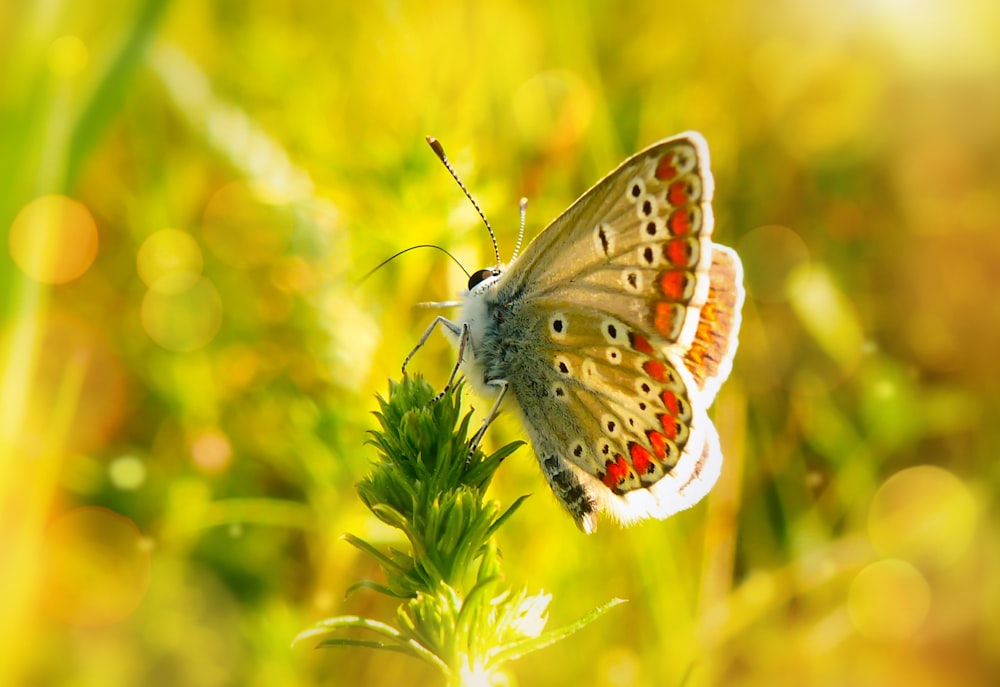 Selektive Fokusfotografie von braunen und roten Schmetterlingen, die auf einem Blatt sitzen
