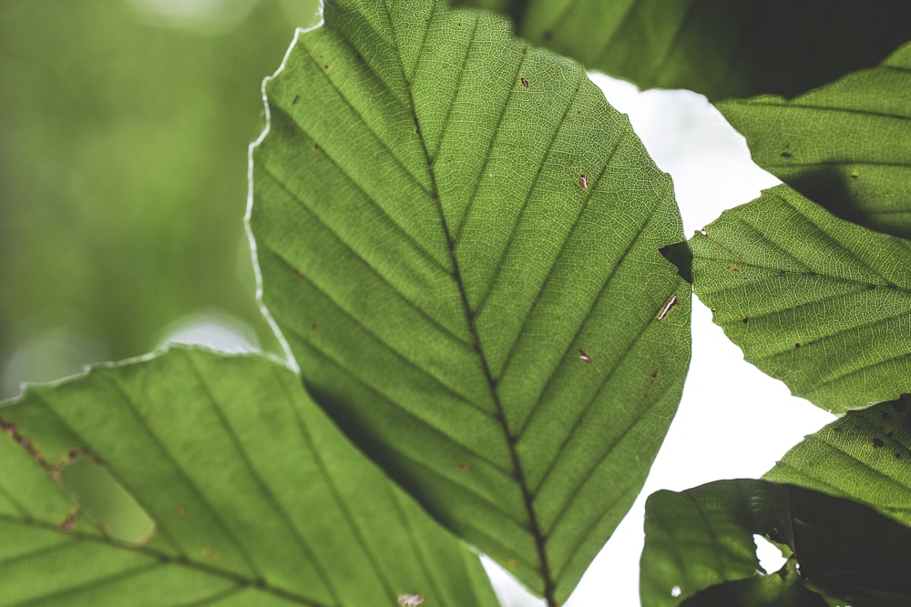 green-leafed plant