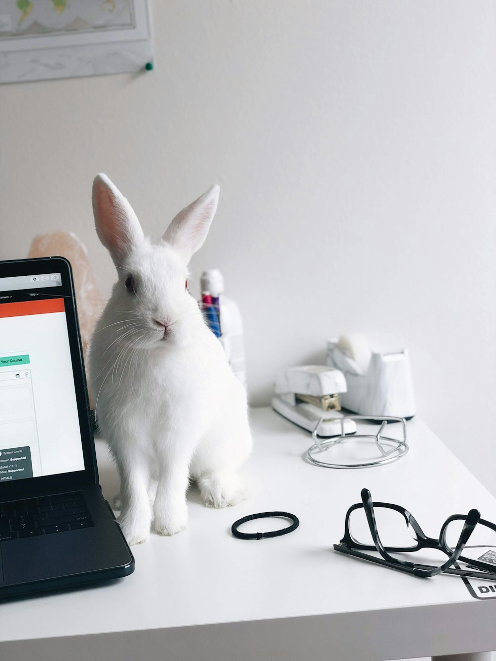 white rabbit beside laptop computer
