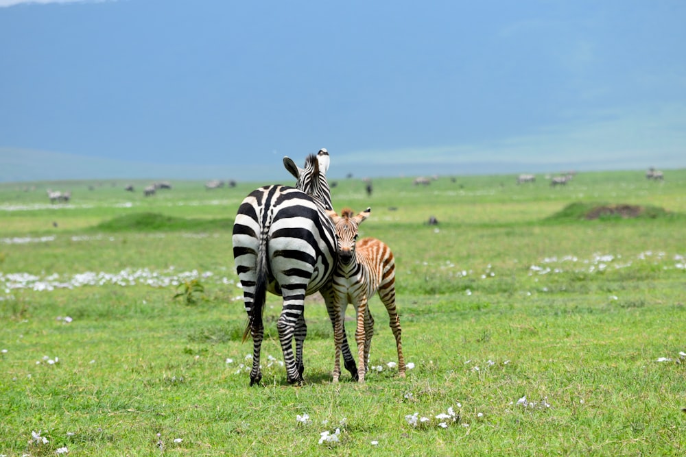 adult zebra and colt during daytime