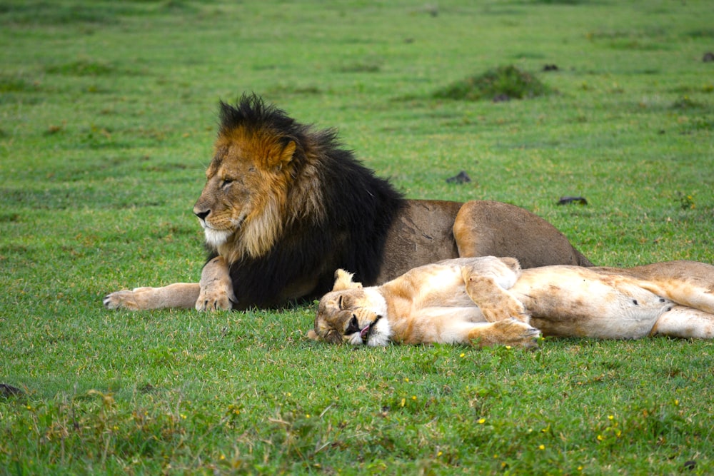 selective focus photography of lion and lioness during daytime