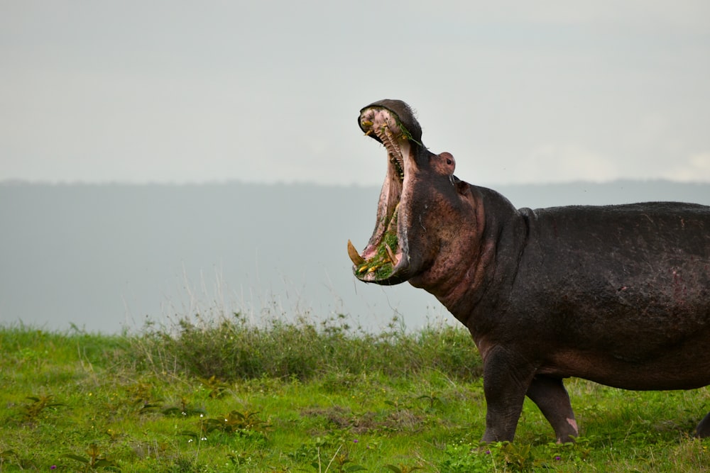 black hippopotamus