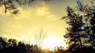 A golden sunset casts a warm glow over a forest scene. The sky is a vibrant yellow with subtle hints of orange, creating a serene atmosphere. Pine trees frame the image from above, with their branches silhouetted against the bright sky. Other trees stand in the foreground, some bare and others full, adding depth to the landscape.