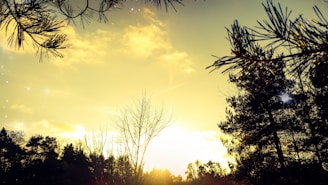 A golden sunset casts a warm glow over a forest scene. The sky is a vibrant yellow with subtle hints of orange, creating a serene atmosphere. Pine trees frame the image from above, with their branches silhouetted against the bright sky. Other trees stand in the foreground, some bare and others full, adding depth to the landscape.