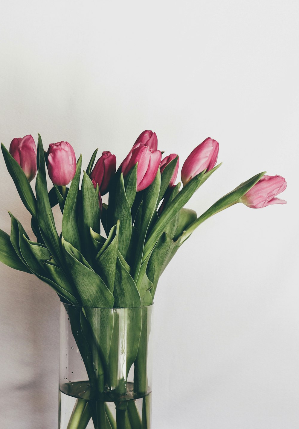 Tulipes rouges dans un vase