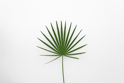 green leaf