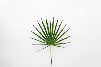 A serene palm leaf with astrological symbols inscribed on it.