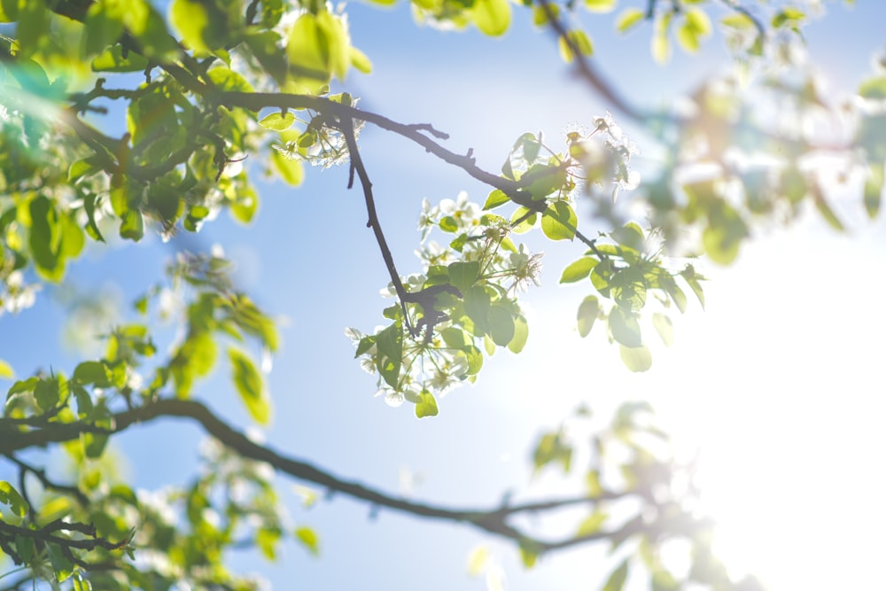 green leaf trees under blue sky