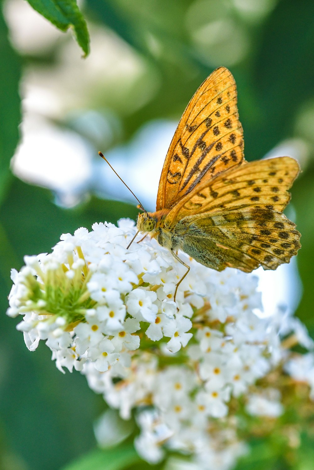closeup photography of yellow butterfly perched on white-petaled flowers