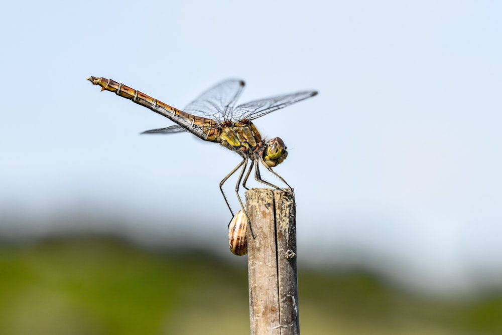 green dragonfly on brown stick