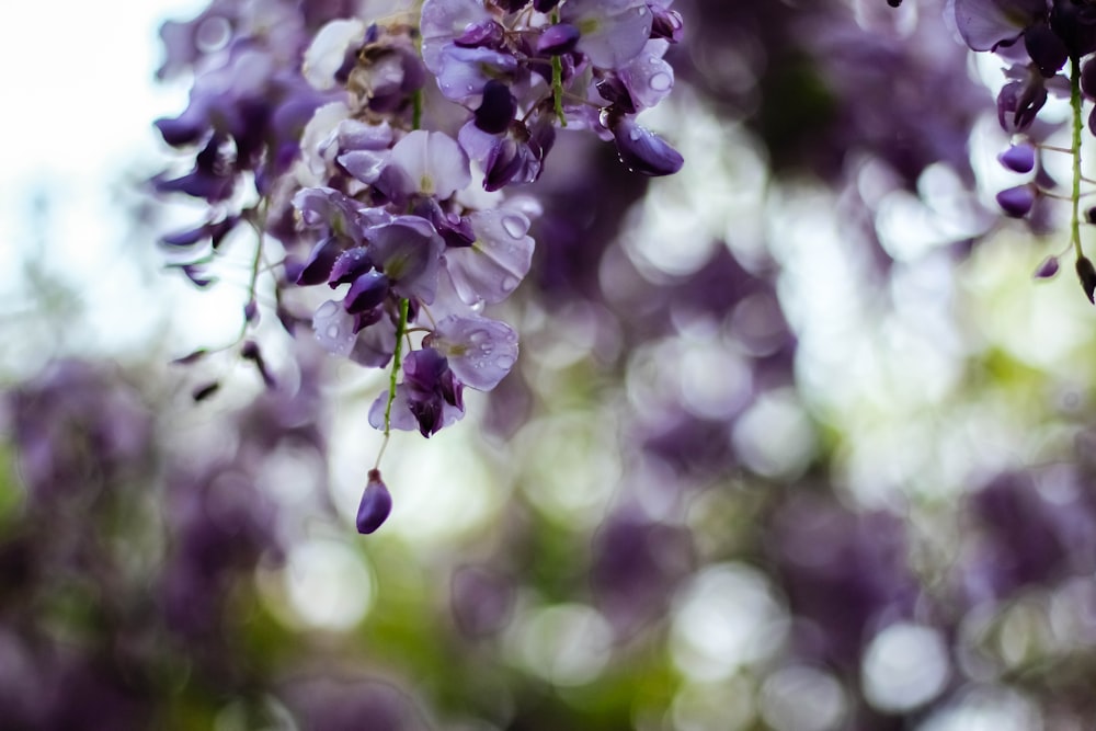 purple petaled flowers