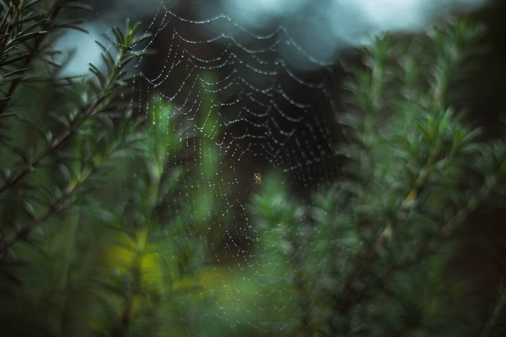 spider on web