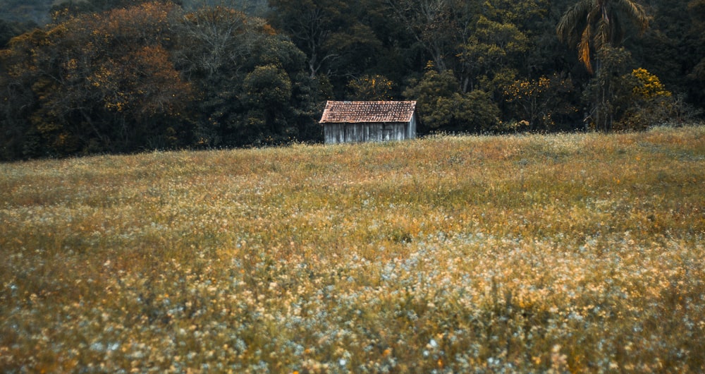 wooden house at rural area