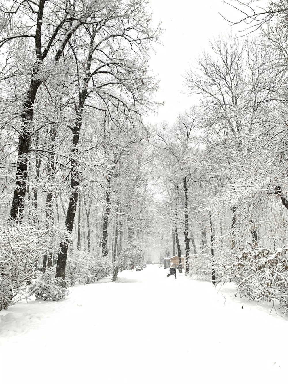 icy bare trees