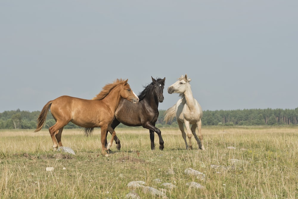 três cavalos em terra verde