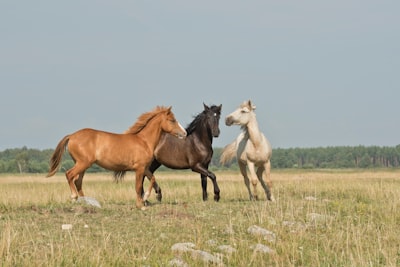 three horses on green ground horse zoom background