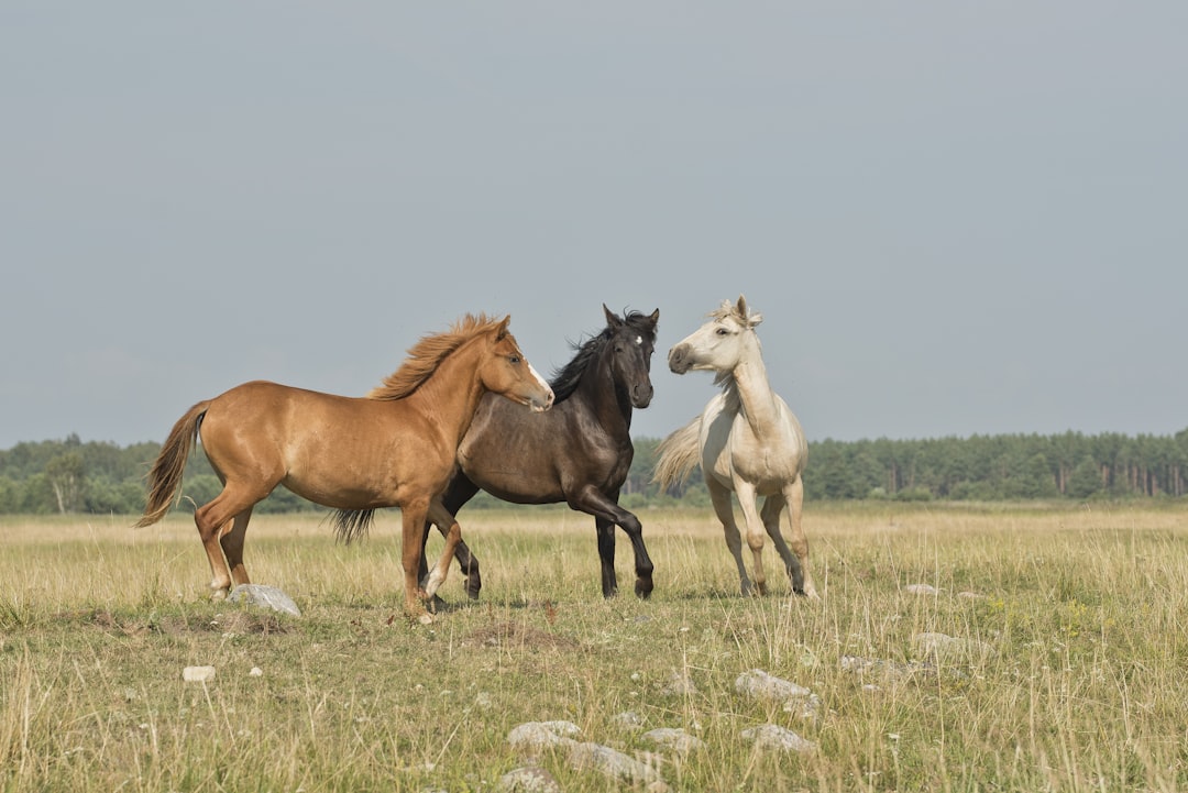 three horses on green ground,