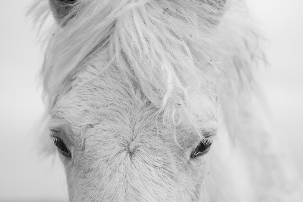 view of horse forehead