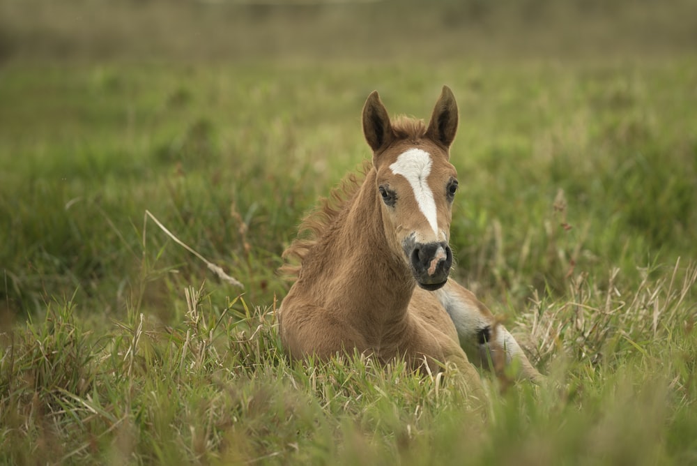 brown and white horse on grass during daytime