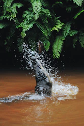 alligator catching gray fish