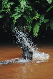 alligator catching gray fish