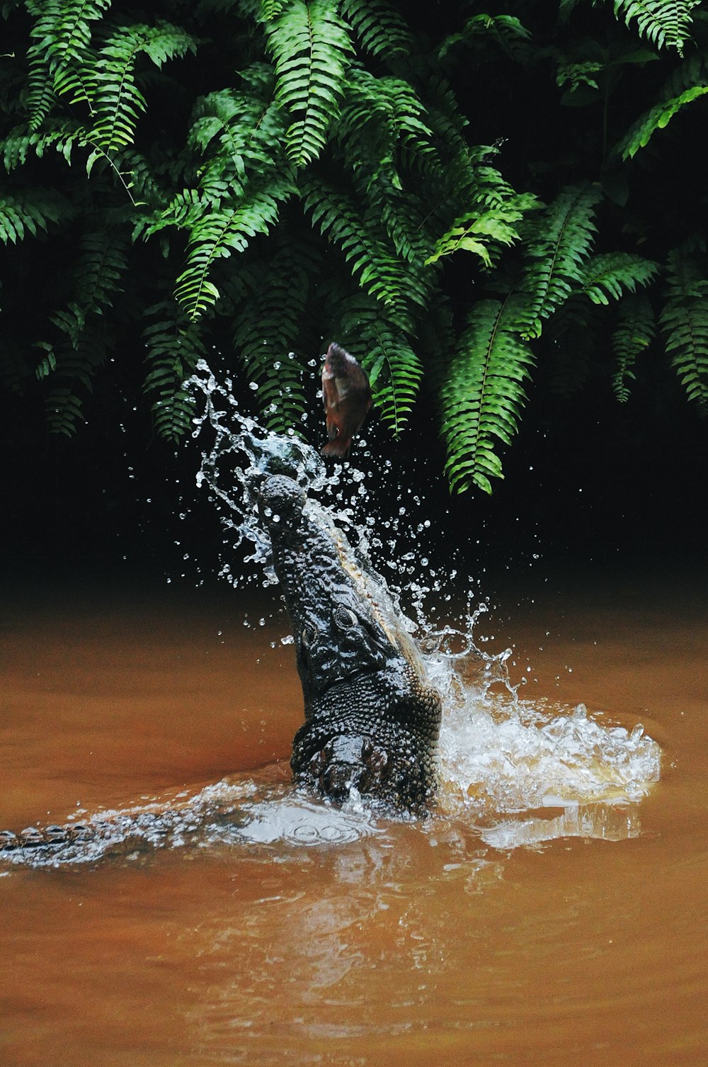 alligator catching gray fish