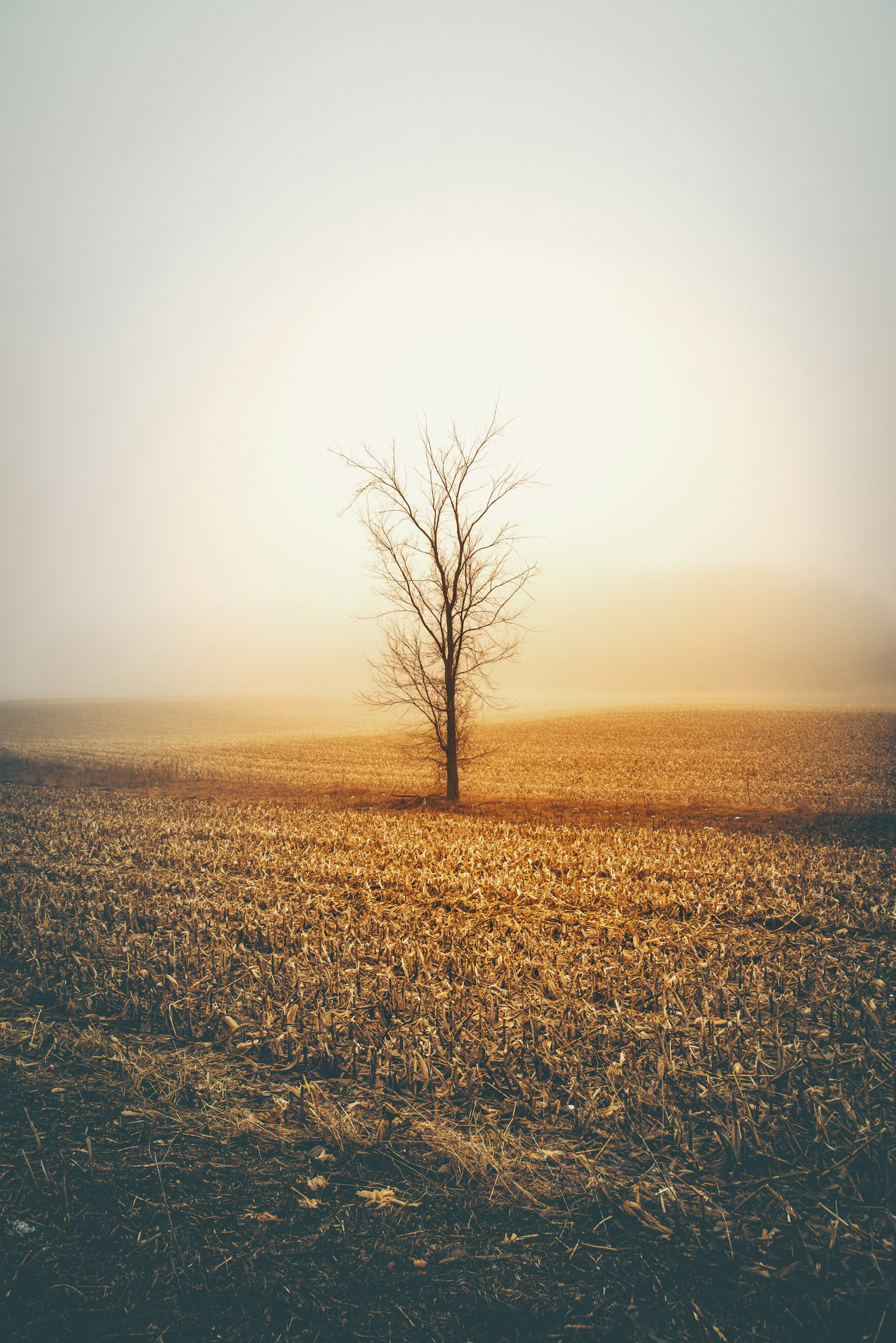 Nikon D800E + Tamron AF 28-75mm F2.8 XR Di LD Aspherical (IF) sample photo. Brown tree during daytime photography