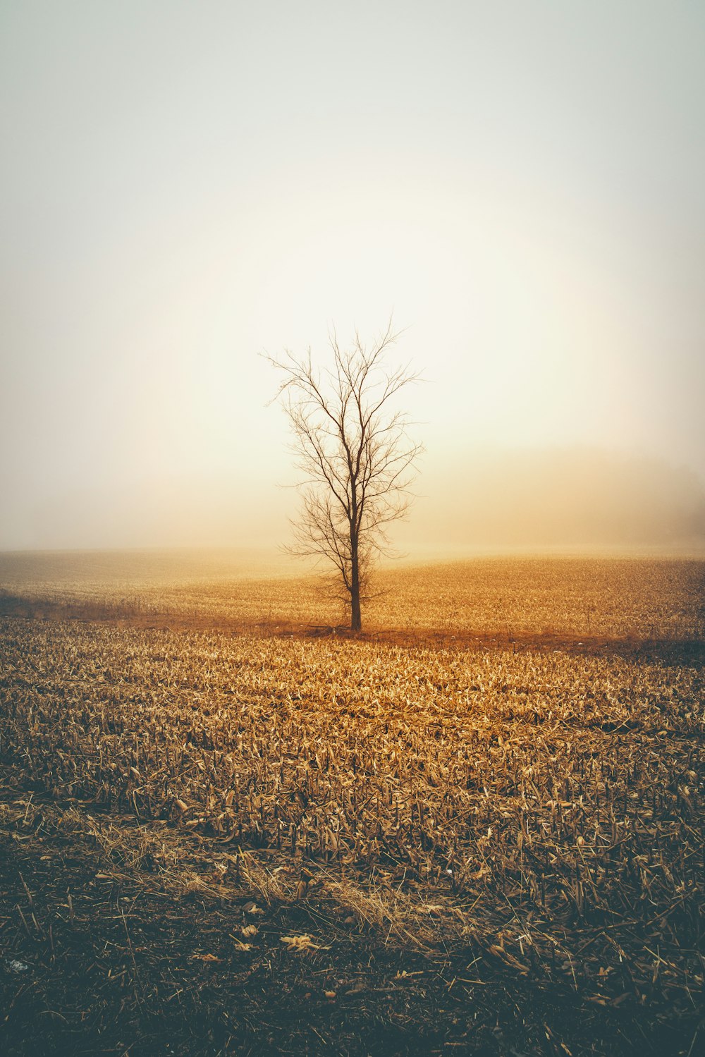 Brauner Baum tagsüber