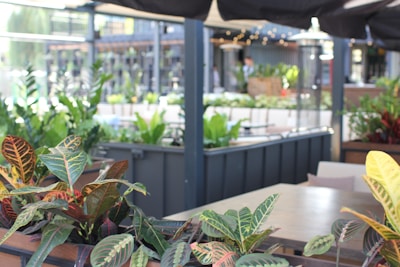 A serene outdoor dining area with numerous vibrant plants arranged in planters around the space. The design features a modern aesthetic with blue metal frames and neutral-colored furniture. Soft lighting creates a warm and inviting ambiance.