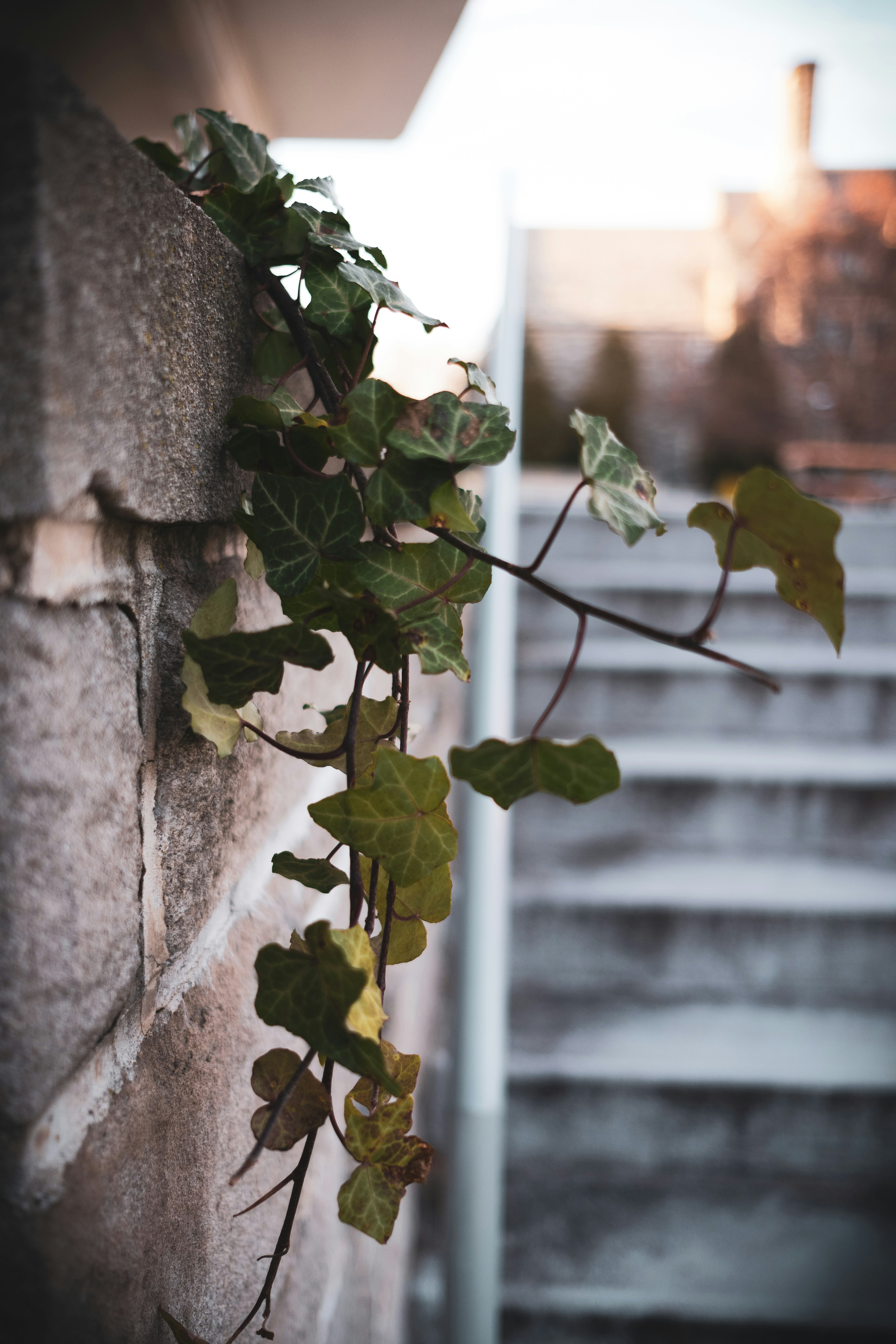 green vines across white stair handrails