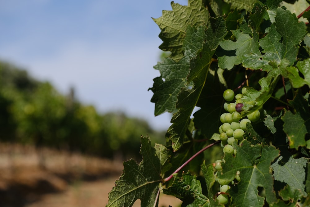 grape vineyard during daytime