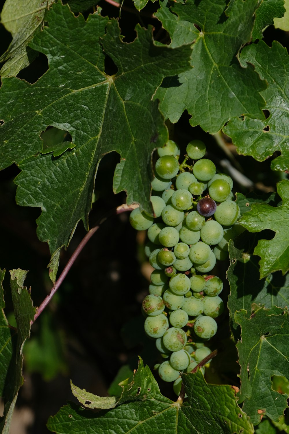 green grapes