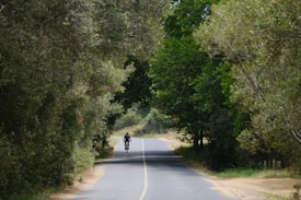 A cyclist rides down a narrow road surrounded by lush green trees on both sides, creating a canopy above. The road appears to be winding and is flanked by dense foliage, suggesting a serene and natural setting.