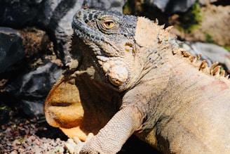 A large iguana basks in the sunlight, displaying rough, textured skin with scales in shades of tan and gray. Its face has distinctive markings, and the body is robust and muscular. Shadows fall across the stone surface around it, creating a natural and rugged setting.