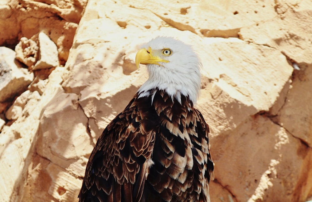bald eagle photo across gray rock