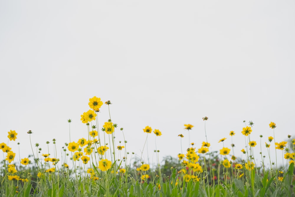 yellow flower field during daytime